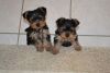 Adorable Yorkie Puppies