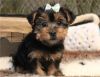 Extra Chaming Teacup Yorkie Puppies For Free Adoption
