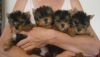 yorkie Puppies available ready to go