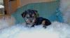 Amazing Teacup yorkie puppies for free adoption