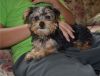 Top Quality Male and Female Teacup YORKIE