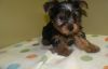 AKC Yorkie Puppy - 12 weeks old Male For Adoption