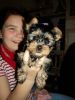 Adorable Male And Female YORKIE PUPPY~ Ready For A New