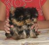Beautiful Female and Male Teacup Yorkie Puppies