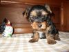Playful female/m-Yorkie puppies GREAT family dogs
