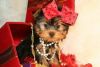 Cute Purebred Yorkshire Terrier