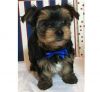 Male and Female Yorkie puppies