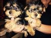 cutie yorkie pups (xxx)xxx-xxxx
