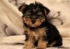 Charming AKC T-Cup Yorkie puppies