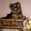 Magnificent Teacup Yorkie Puppies Available