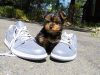 Male Yorkie Available