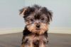 Yorkshire Terrier Puppies for Sale