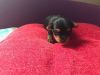 Yorkshire Puppies For Sale