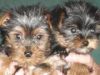 X-mas yorkie puppies available.