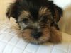 zxXz11 Yorkshire Terrier Puppies for Sale