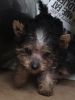 4 Female Yorkshire Terrier Puppies For Sale