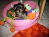 Toy Sized Yorkshire Terrier Puppies for rehoming