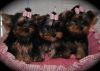 Adorable AKC Yorkie Puppies for sale
