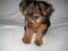YORKIE PUPPIES FOR SALE ##$