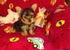 Perfect Teacup Yorkie puppies
