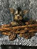 Yorkie / Yorkshire Terrier Puppies for Sale