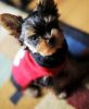 Sweet yorkie puppies on promotional sales