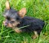 T cup Yorkie female