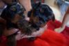 x mass Registered Yorkshire Puppies For Re-Homing (xxx) xxx-xxx7