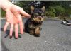 Yorkshire Terrier (Yorkie) male nd Female