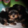 small lovely t-cup yorkie puppies ready to go now