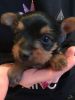 Adorable Tea Cup Yorkshire Terrier Puppies ready