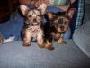Male and Female Yorkie puppies for adoption