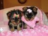 Excellent male and Female Tiny Yorkie For Adoption