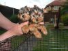 Tiny Teacup Yorkshire Terrier Puppies Ready to Go!