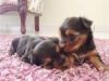 Cute and Charming Teacup Yorkie Puppies available