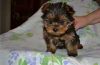 Very Cute and Adorable Yorkie Puppies