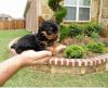 Akc Yorkshire Terrier Puppies for sale