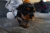 Adorable male and female yorkie puppy for adorable Homes (xxx)xxxxxxx