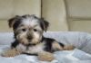 cute male and female Yorkshire Terrier