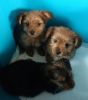 Red Yorkie males