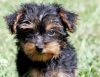 Akc Yorkie Puppies Available..