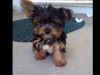 lovely yorkie puppies looking for a caring home