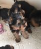 Yorkie puppy, a little girl, needs a forever home!