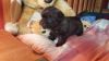 Beautiful male/female Yorkie puppies looking for a lovely home