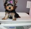 Male and female Yorkie Puppies for sale