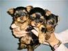 yorkie puppies for sale xxxxxxxxxx