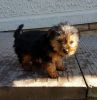 Ready To Go Yorkie Puppies Available for pets lovers only