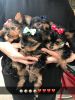 Healthy Yorkie Puppies For Re homing .