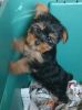 T- cup Yorkie female