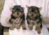 Amazing AKC Registered Yorkie Puppies Available....